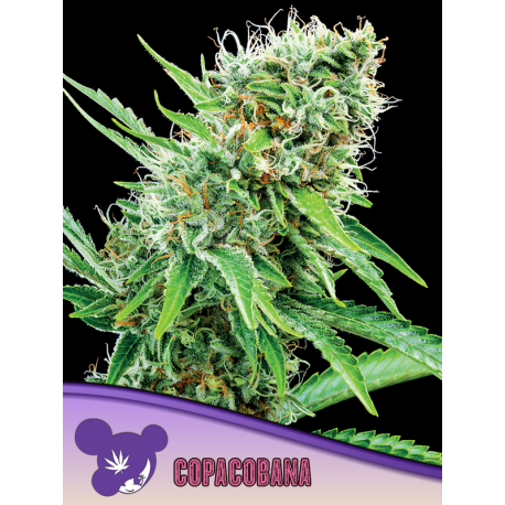 Copacobana, Landraces | Feminised, Indoor & Outdoor