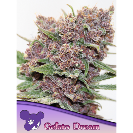 Gelato Dream | Feminised, Indoor & Outdoor