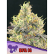 Nova OG | Feminised, Indoor & Outdoor