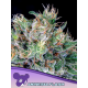 Amnesia Flash | Feminised, Indoor & Outdoor