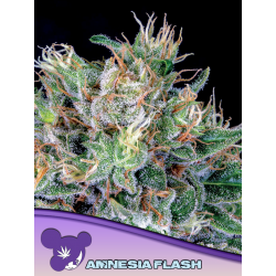 Amnesia Flash | Feminised, Indoor & Outdoor