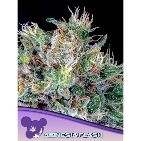 Amnesia Flash | Feminised, Indoor & Outdoor