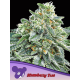 Strawberry Tree | Feminised, Indoor & Outdoor