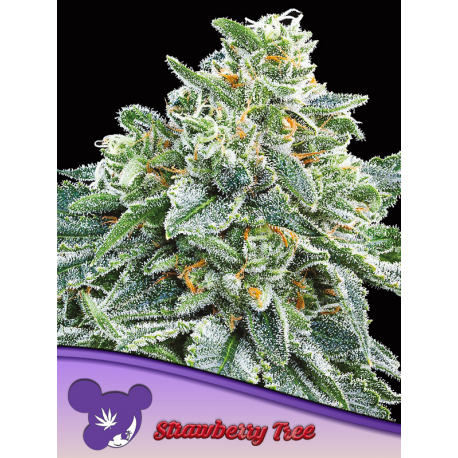 Strawberry Tree | Feminised, Indoor & Outdoor