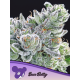 Sour Betty | Feminised, Indoor & Outdoor