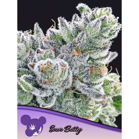 Sour Betty | Feminised, Indoor & Outdoor