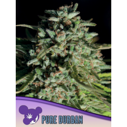 Pure Durban, Landraces | Feminised, Indoor & Outdoor