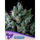 Iceberg | Feminised, Indoor & Outdoor
