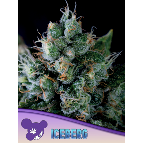 Iceberg | Feminised, Indoor & Outdoor