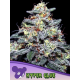 Hyper Glue | Feminised, Indoor & Outdoor