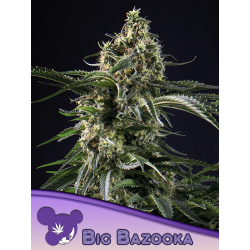 Big Bazooka | Feminised, Indoor & Outdoor