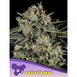 Banana MAC | Feminised, Indoor & Outdoor