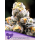 Anesia Scout Cookies | Feminised, Indoor & Outdoor