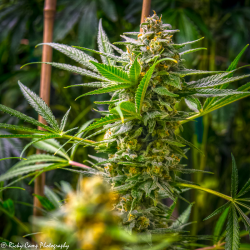 Rosetta Stone XX | Feminised, Indoor & Outdoor