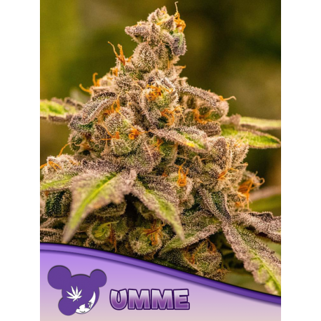 Umme | Feminised, Indoor & Outdoor