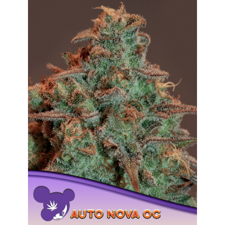 Auto Nova OG | Feminised, Indoor & Outdoor