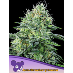 Auto Strawberry Banana | Feminised, Auto, Indoor & Outdoor