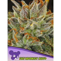 Fat Monkey Auto | Feminised, Auto, Indoor & Outdoor