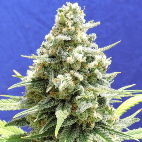 Amnesia Lemon Kush | Feminised, Indoor & Outdoor