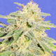Auto JH (Jack Herer) | Feminised, Auto, Indoor & Outdoor