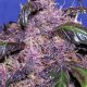 Auto Purple | Feminised, Auto, Indoor & Outdoor