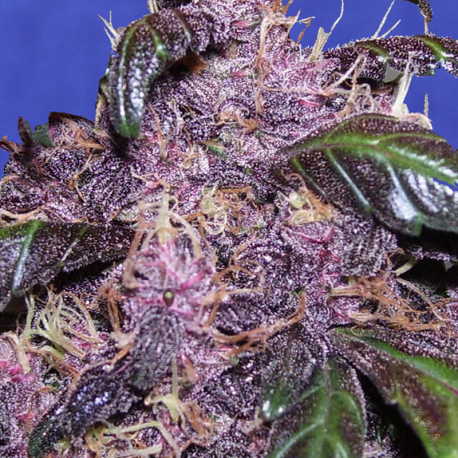 Auto Purple | Feminised, Auto, Indoor & Outdoor