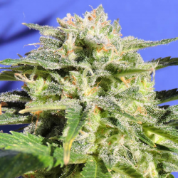 Lemonberry Haze Auto | Feminised, Auto, Indoor & Outdoor