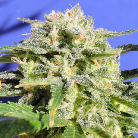 Lemonberry Haze Auto | Feminised, Auto, Indoor & Outdoor