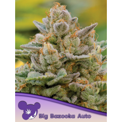 Big Bazooka Auto | Feminised, Auto, Indoor & Outdoor