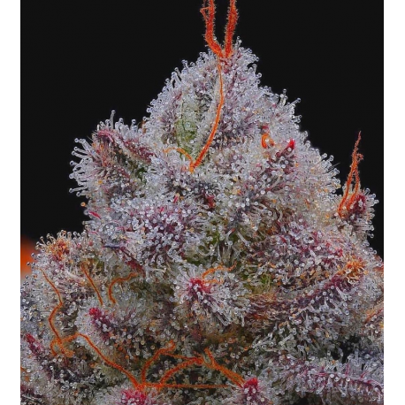 EL XUPET NEGRE | Indoor & Outdoor