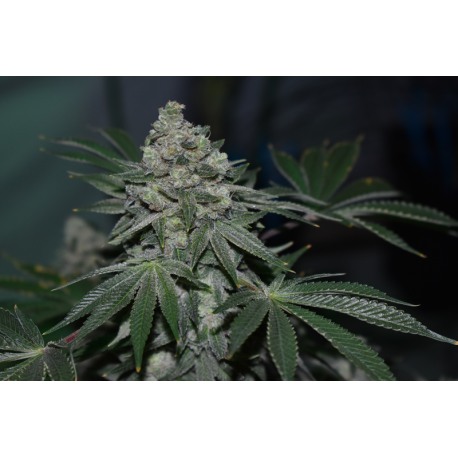 KLEMENTINE | Feminised, Indoor & Outdoor