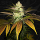 Orangesicle | Feminised, Indoor & Outdoor