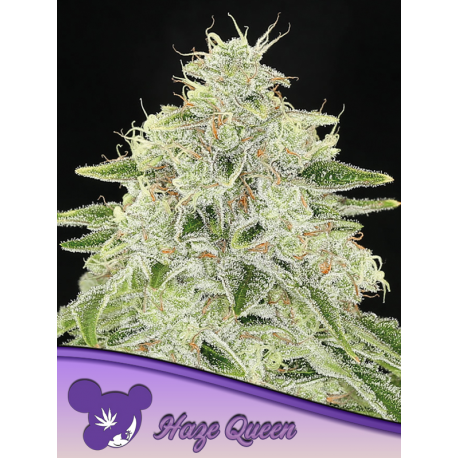 Haze Queen | Feminised, Indoor & Outdoor
