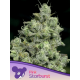 Pink Starburst | Feminised, Indoor & Outdoor