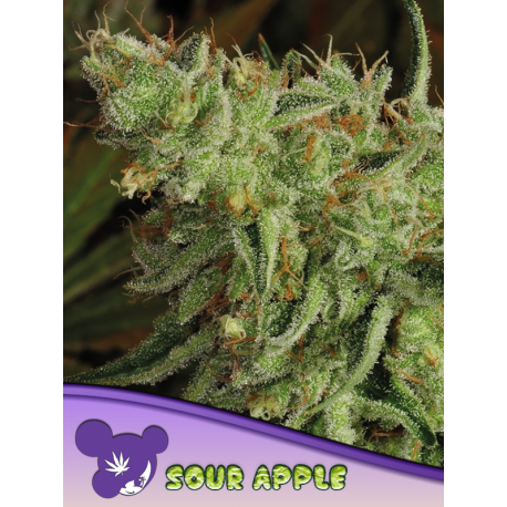 Sour Apple | Feminised, Indoor & Outdoor