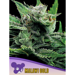 Malawi Gold, Landraces | Feminised, Indoor & Outdoor