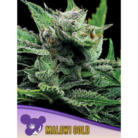 Malawi Gold, Landraces | Feminised, Indoor & Outdoor