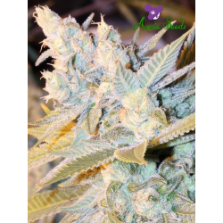 Triple Cheese Auto | Feminised, Auto, Indoor & Outdoor