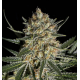 Face Off OG Bilbo | Feminised, Indoor & Outdoor