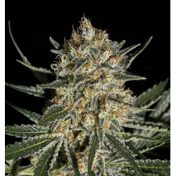 Face Off OG Bilbo | Feminised, Indoor & Outdoor
