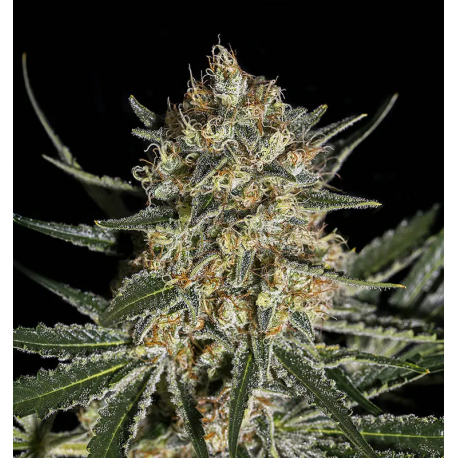 Face Off OG Bilbo | Feminised, Indoor & Outdoor