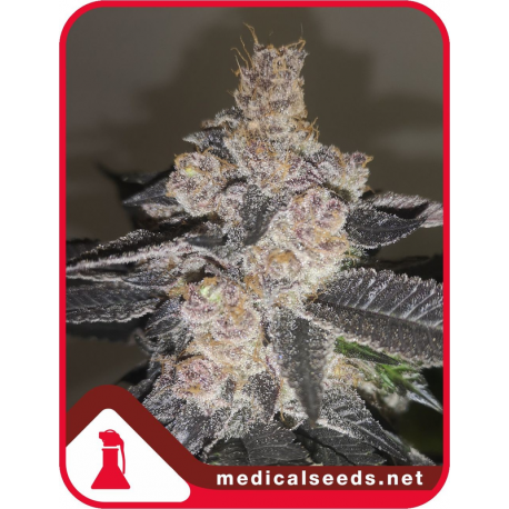 Gelato 242 | Feminised, Indoor & Outdoor