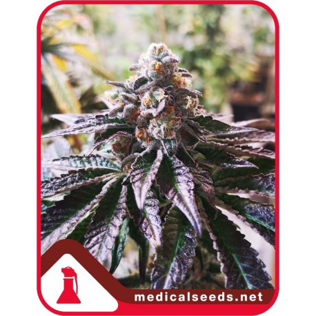 Cookies Purple Punch | Feminised, Indoor & Outdoor