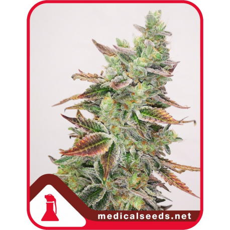 Banana Purp | Feminised, Indoor & Outdoor