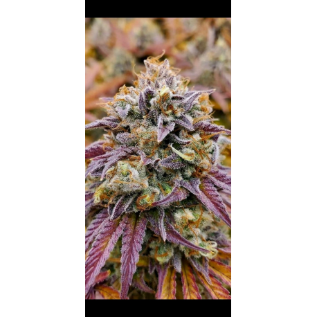 Cumbia Una Vela | Feminised, Indoor & Outdoor