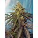 Cream Caramel CBD | Feminised, Indoor & Outdoor