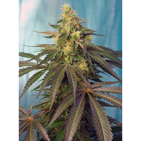 Cream Caramel CBD | Feminised, Indoor & Outdoor