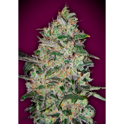 Bubble Gum Fast | Feminised, Indoor & Outdoor