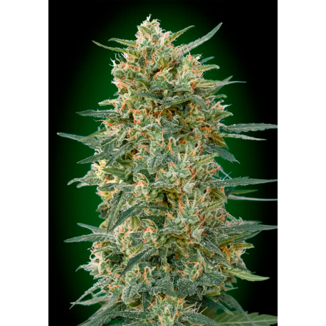 Gorilla Fast | Feminised, Indoor & Outdoor