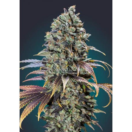 Chocolate Cream | Feminised, Indoor & Outdoor